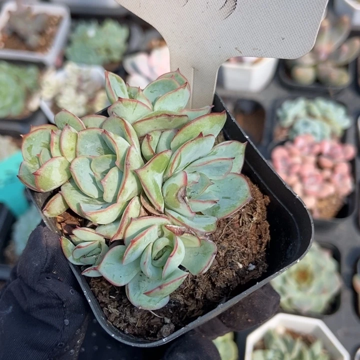 455牡丹亭多肉植物保护