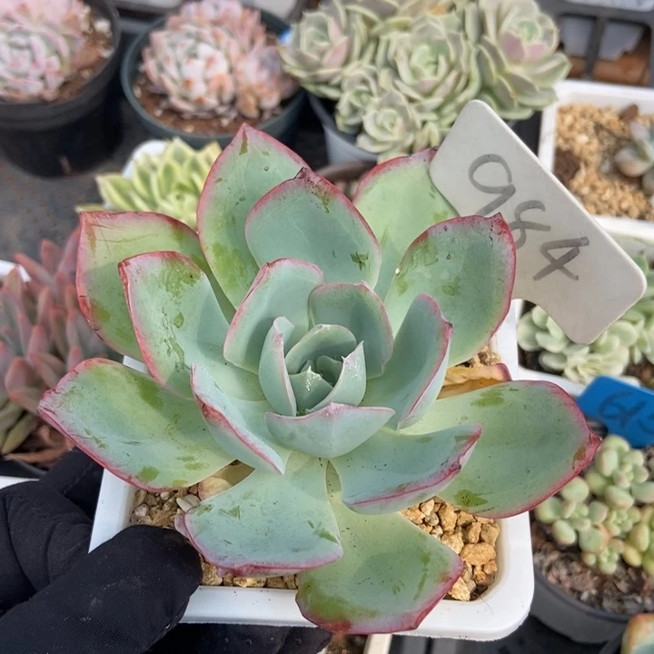 984美国蓝光多肉植物