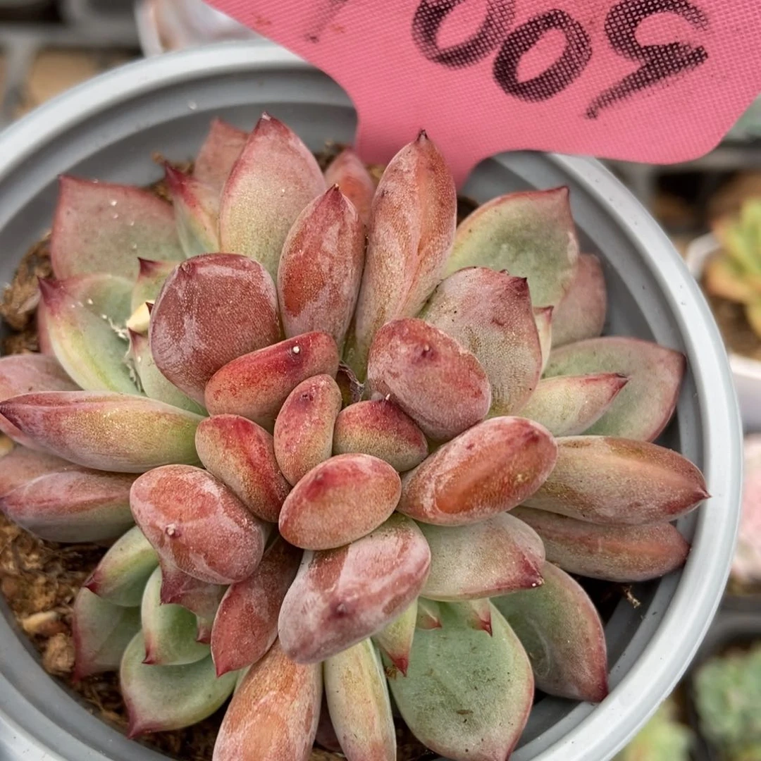 9009夜魔侠多肉植物保护