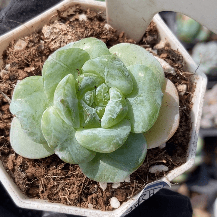 965安吉拉冰魄石化多肉植物
