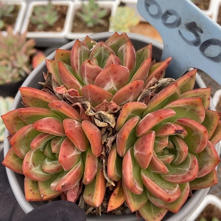 6050香槟多肉植物保护