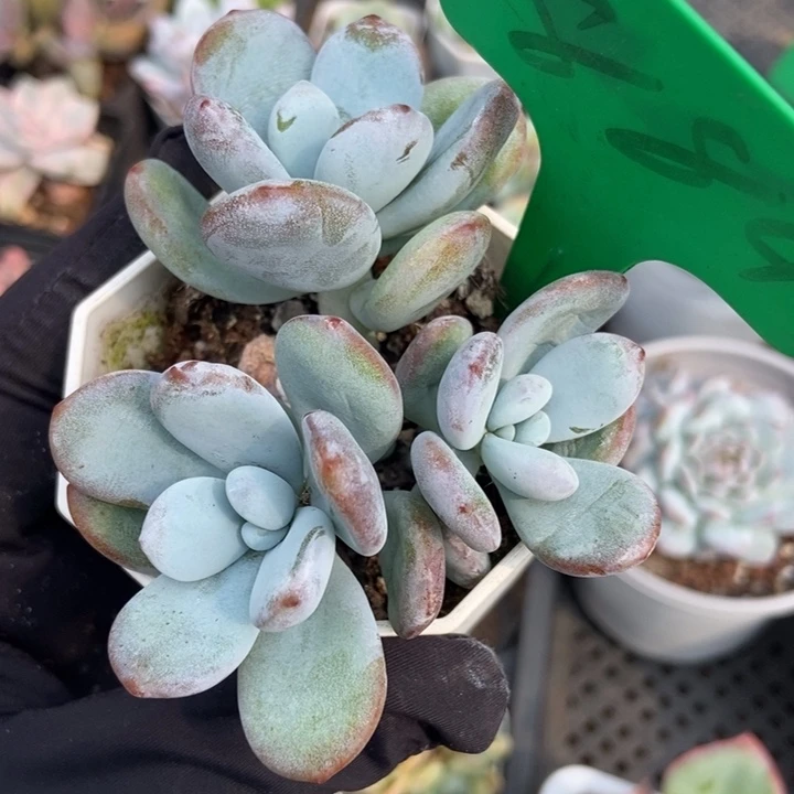884雪美人多肉植物