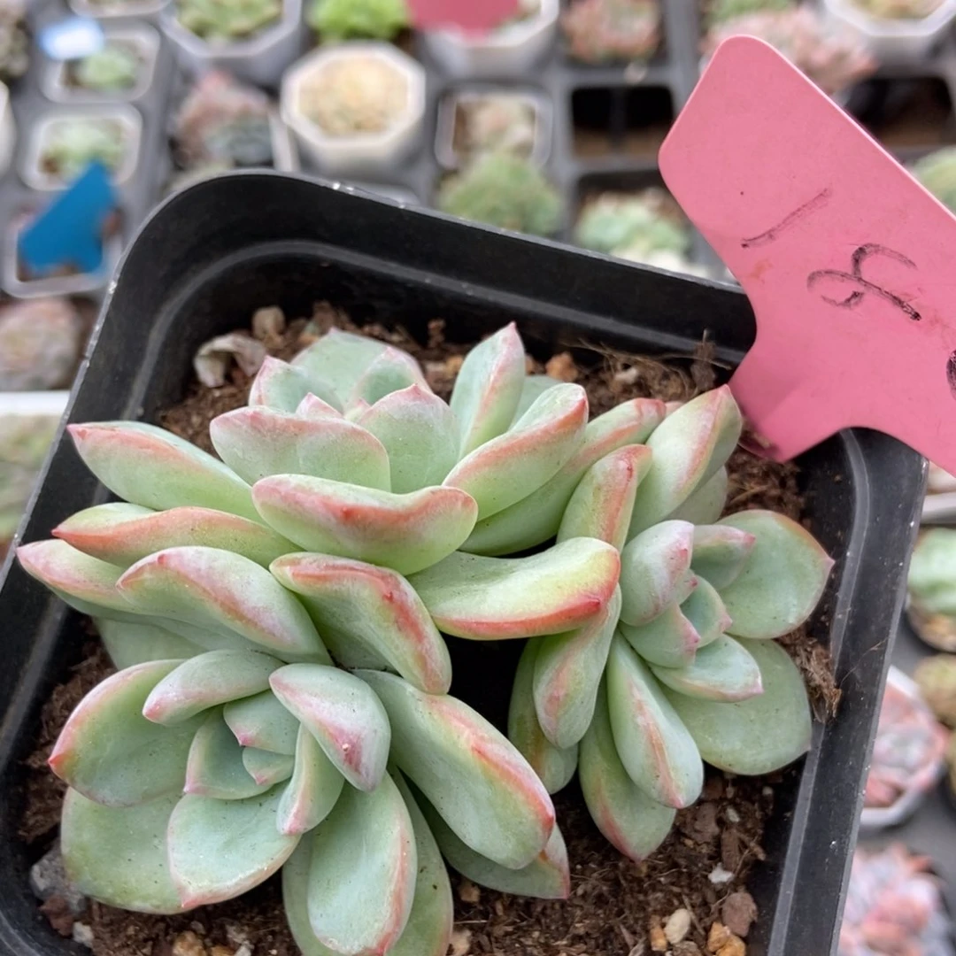 180泡芙多肉植物保护