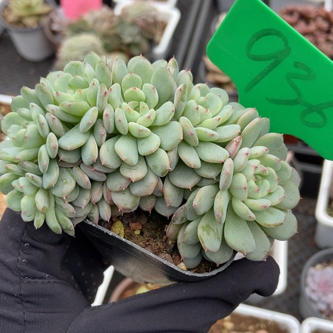 936白胖子多肉植物