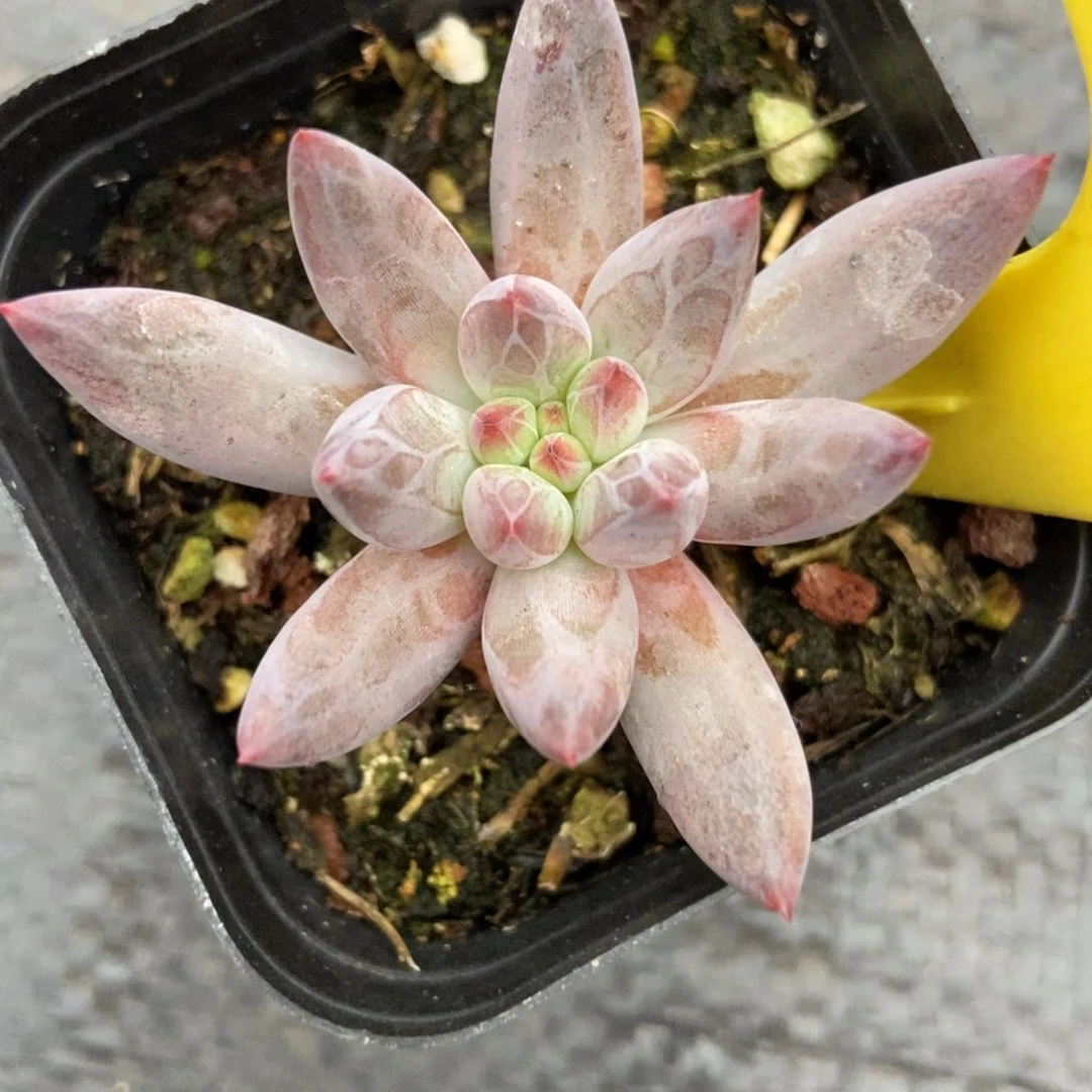 多肉植物虞美人多肉