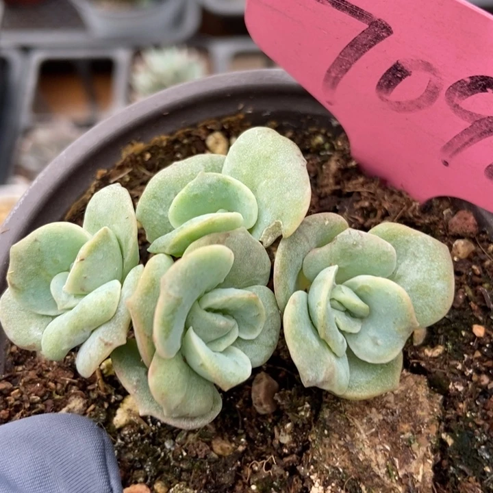 7098可爱玫瑰石化多肉植物保护
