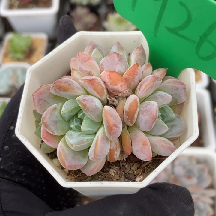 1926刚毅多肉植物