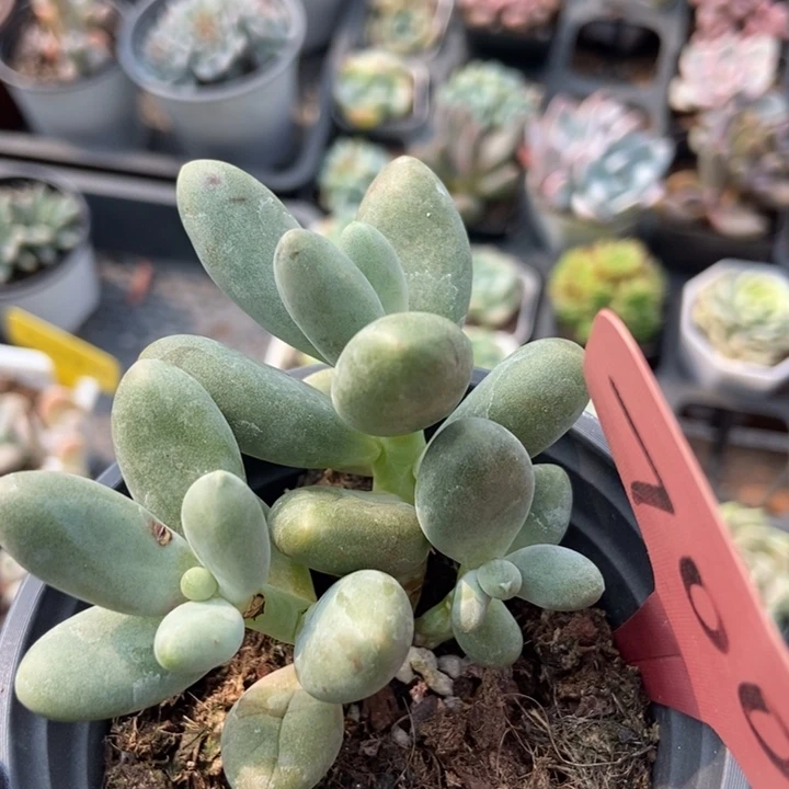 7008糖果美人多肉植物