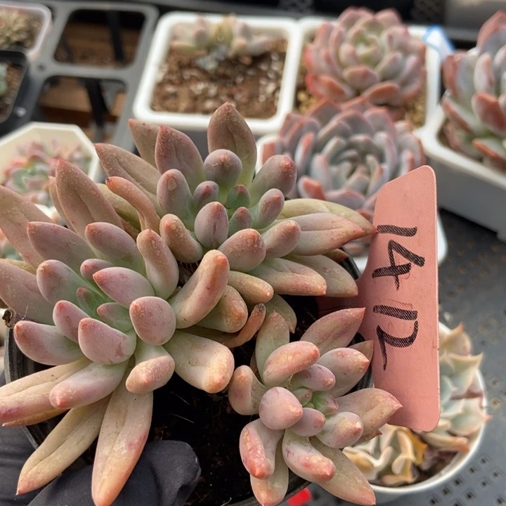 1412车厘子多肉植物