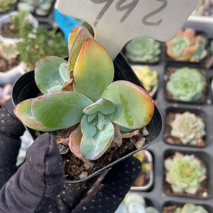 992布鲁蓝多肉植物