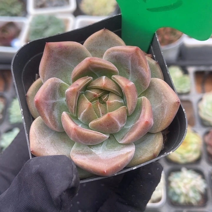 973香槟多肉植物