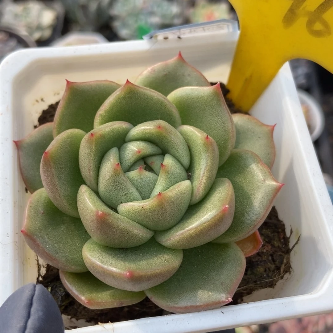 1096冰橙多肉植物保护