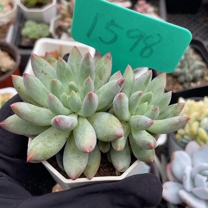 1598所罗门多肉植物