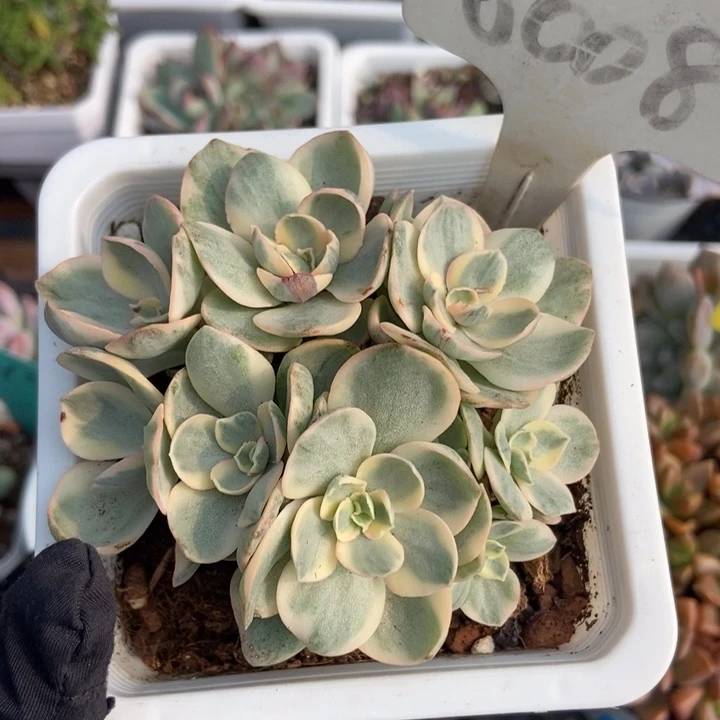 6008秀妍锦多肉植物