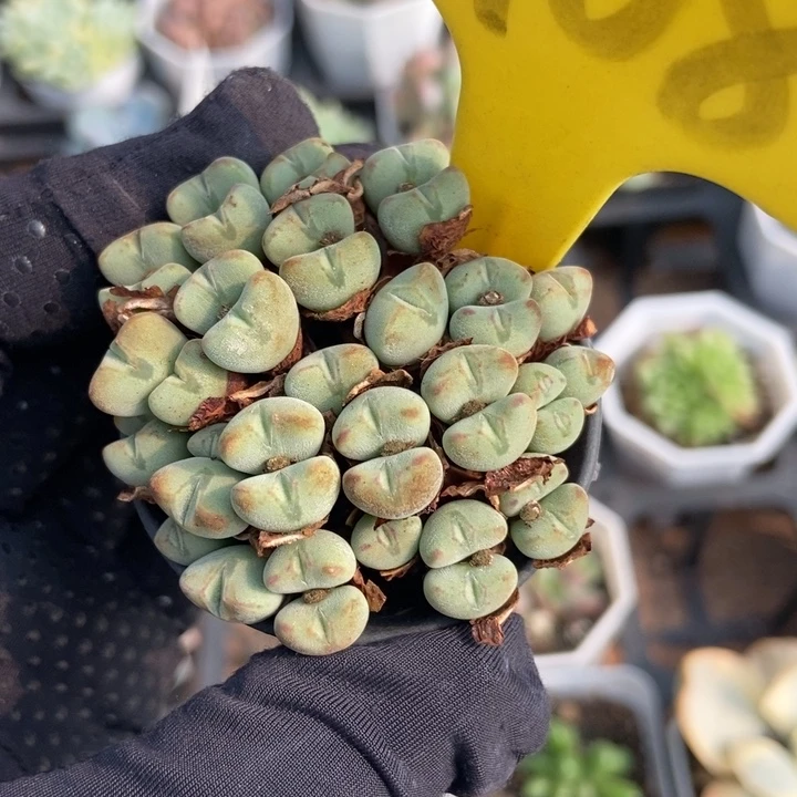 6108口迪多肉植物