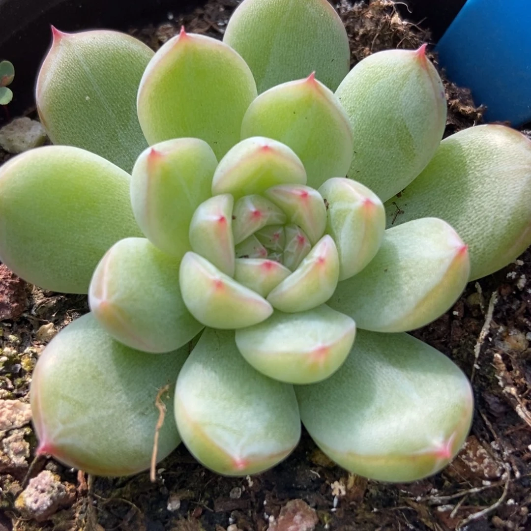 793雪花珍妮多肉植物保护研究所