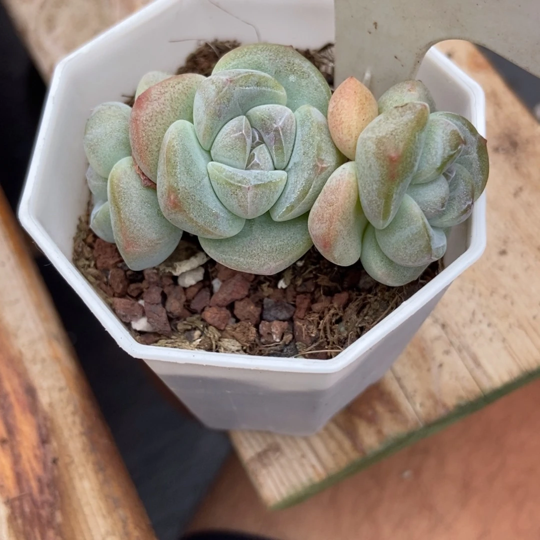 多肉植物冰玉105