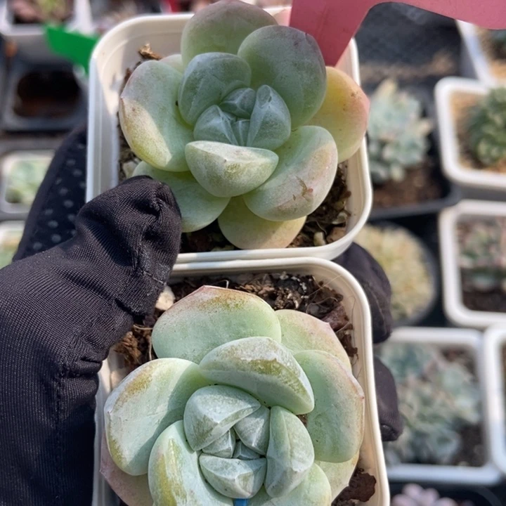 35冰玉多肉植物保护两颗