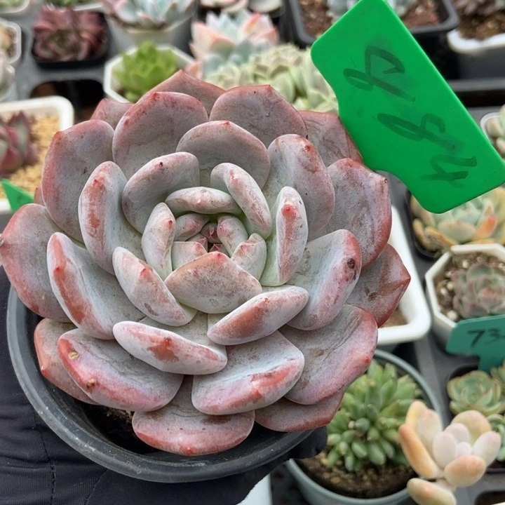 884橙子多肉植物保护