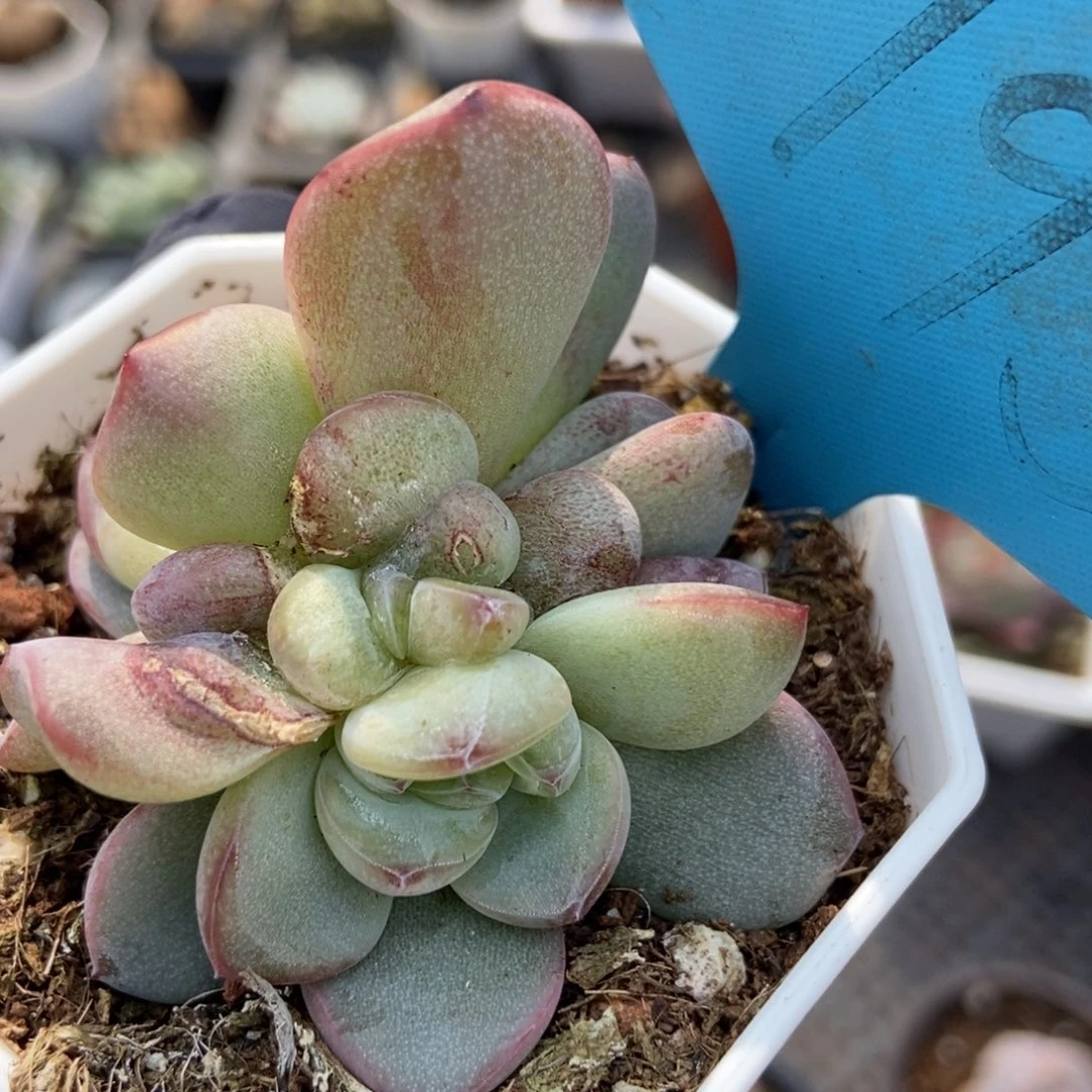 1795星星珍妮多肉植物