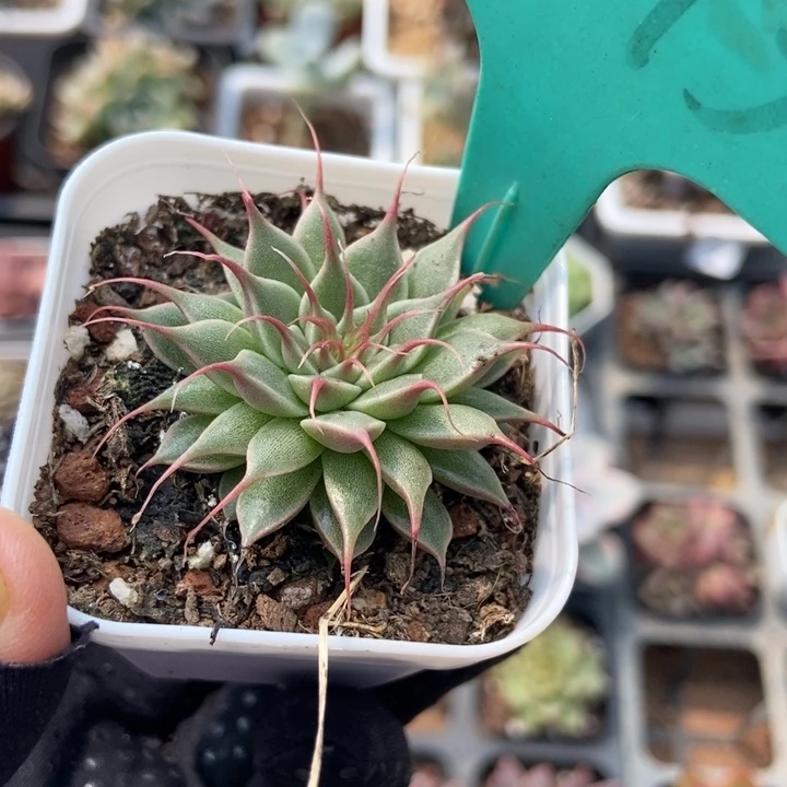 1593海胆多肉植物