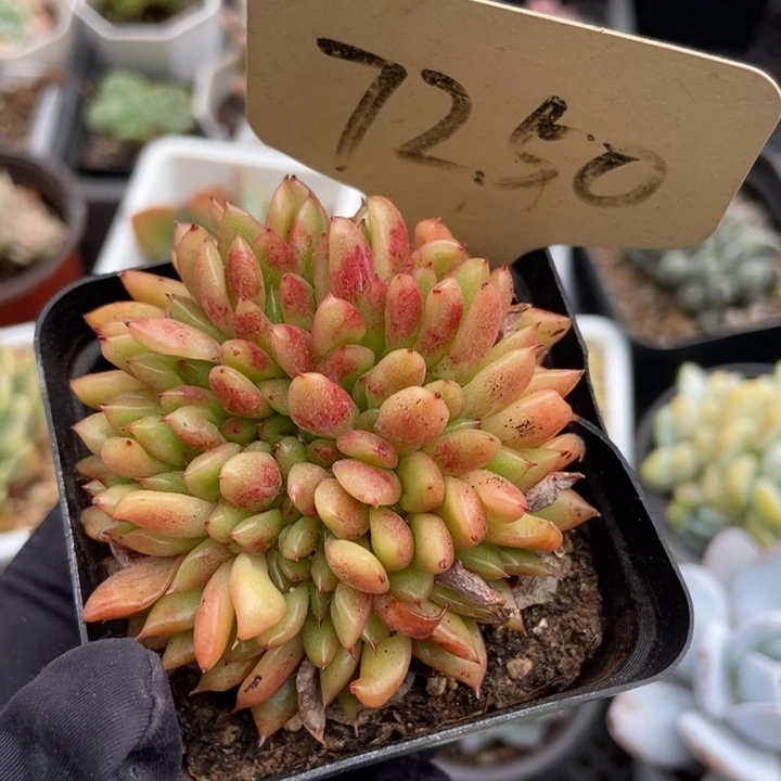 7250红国王缀多肉植物