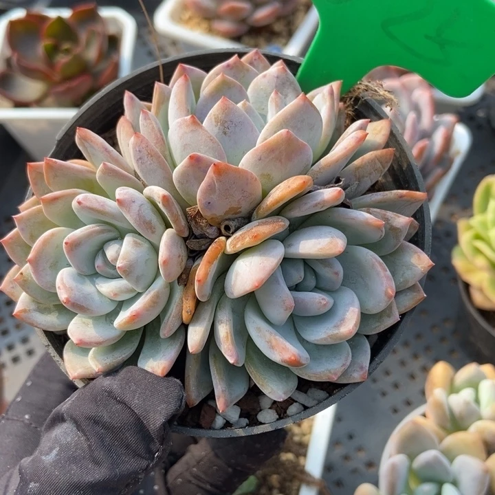 825橙子多肉植物保护