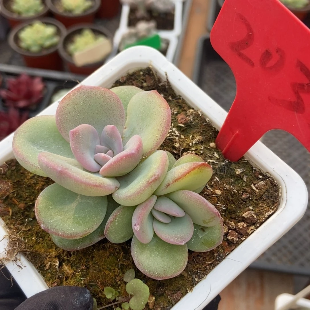 2032奶茶多肉植物保护