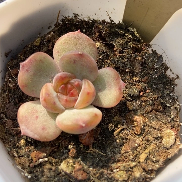 7344红恋多肉植物