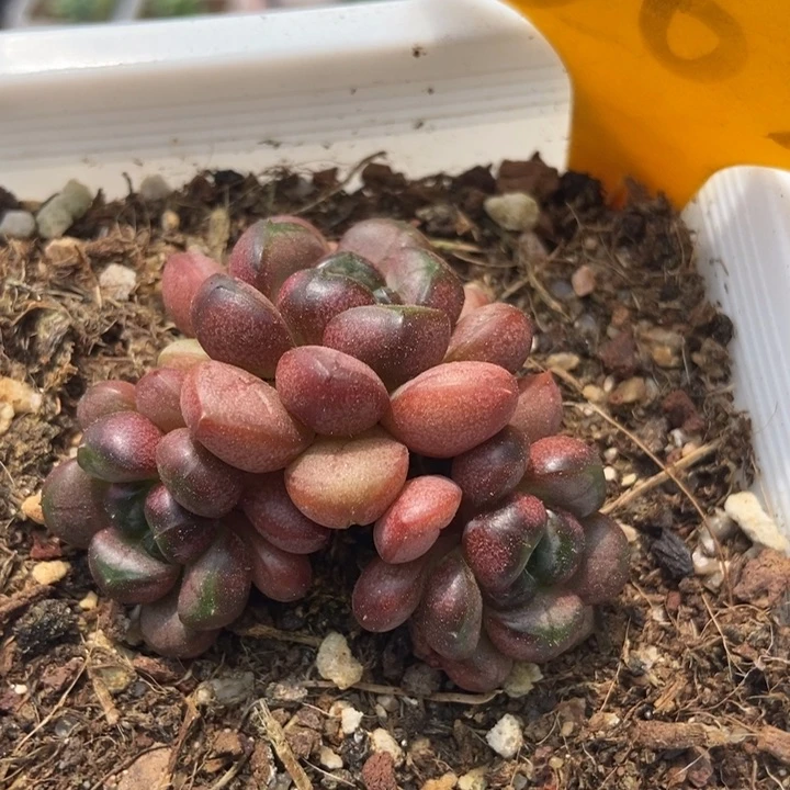 563葡萄多肉植物