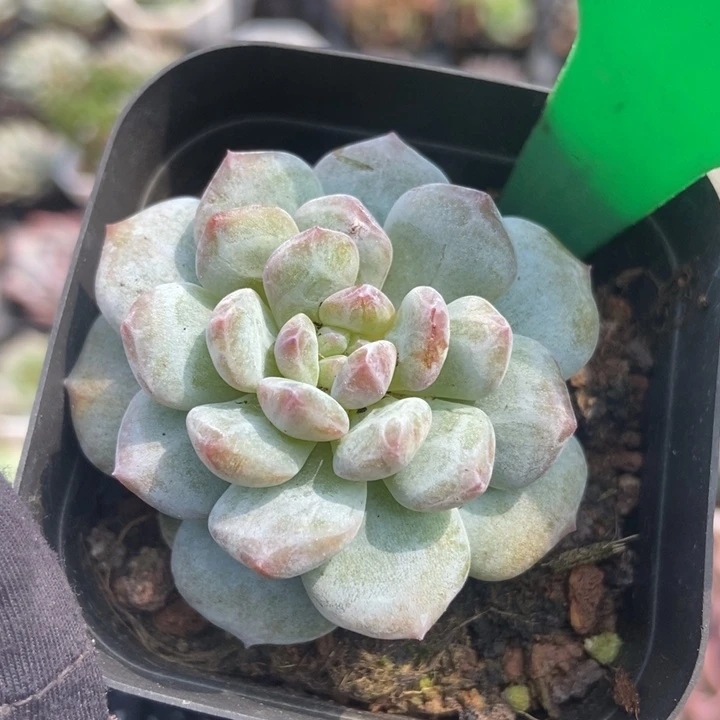 876玉芙蓉石化多肉植物