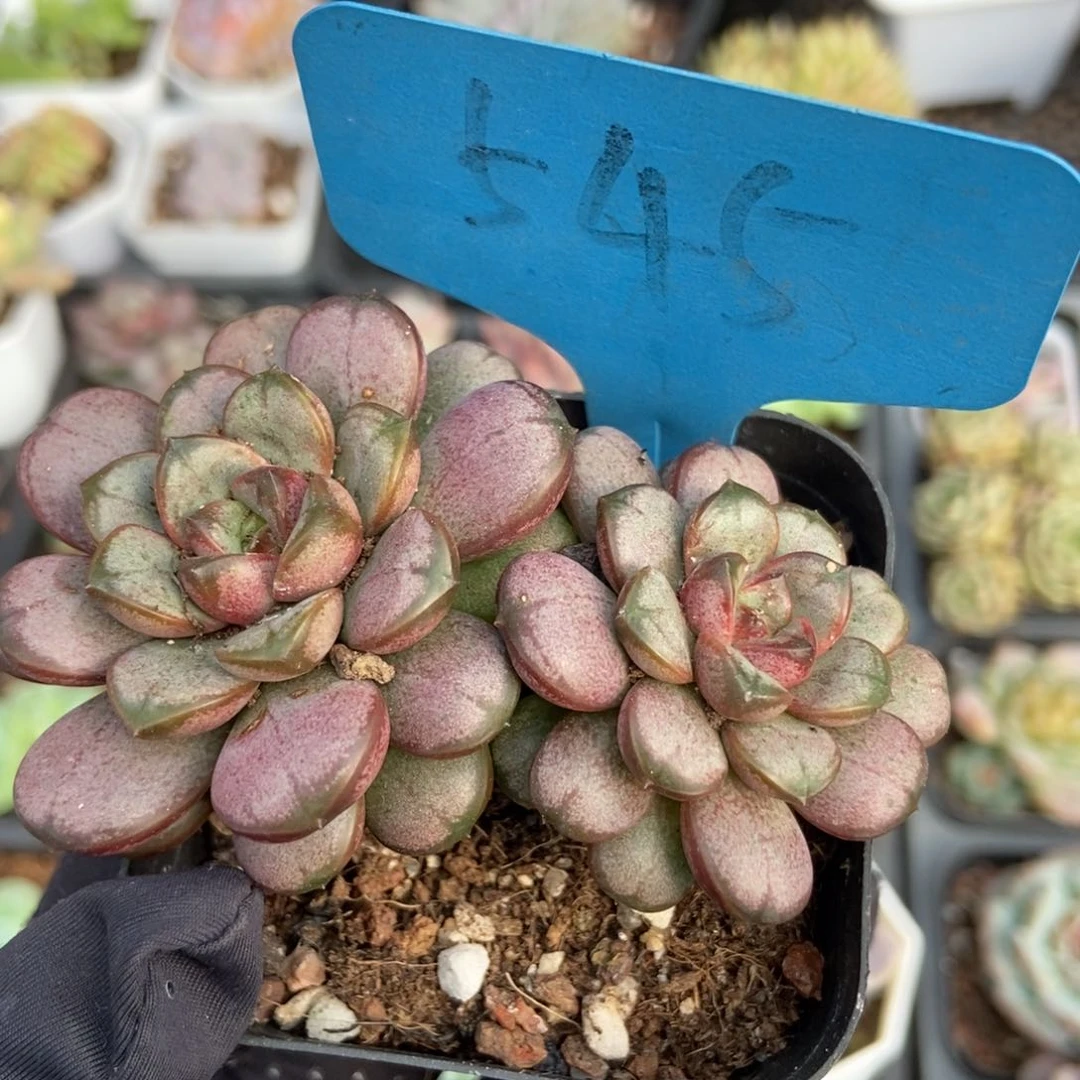 545葡萄多肉植物保护