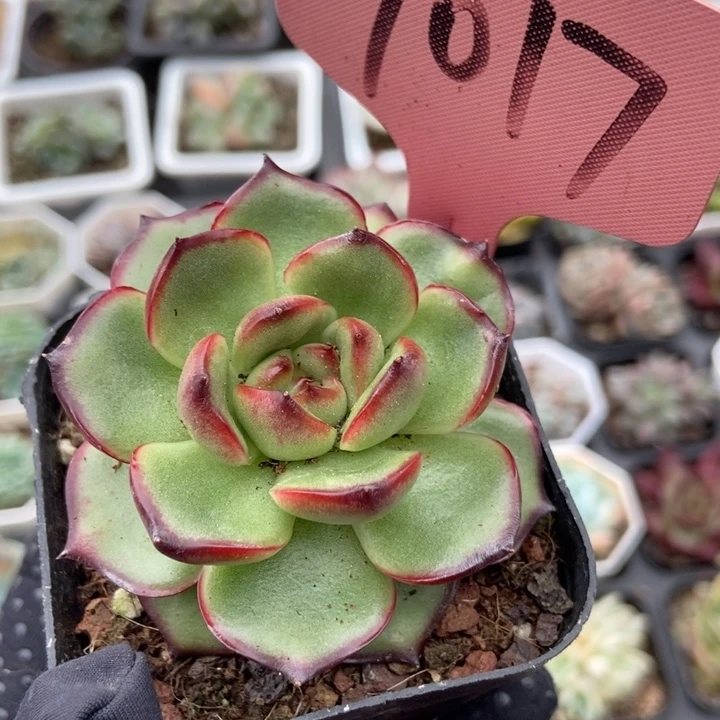 7017多肉植物保护