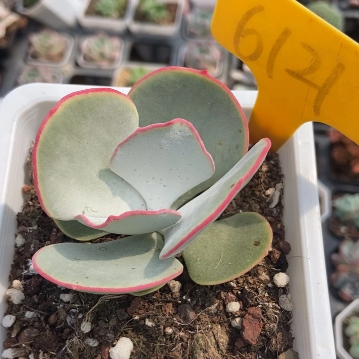 6121白眉多肉植物