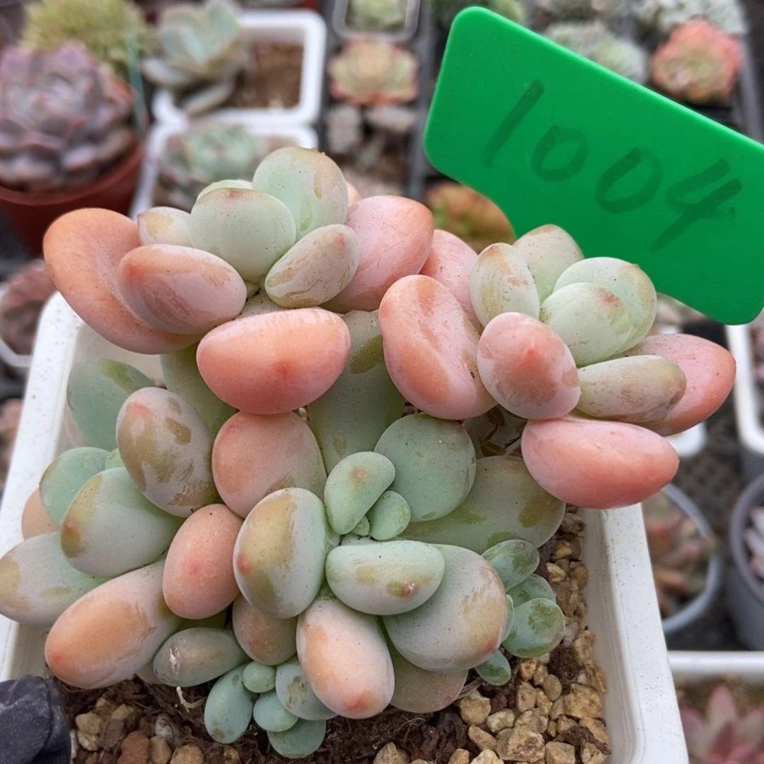 1004洛神多肉植物保护