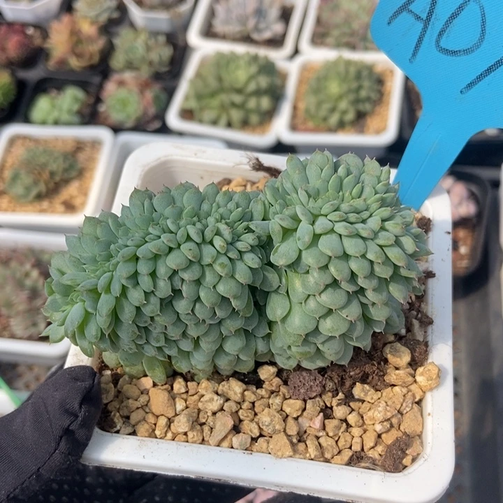 078白胖子缀多肉植物