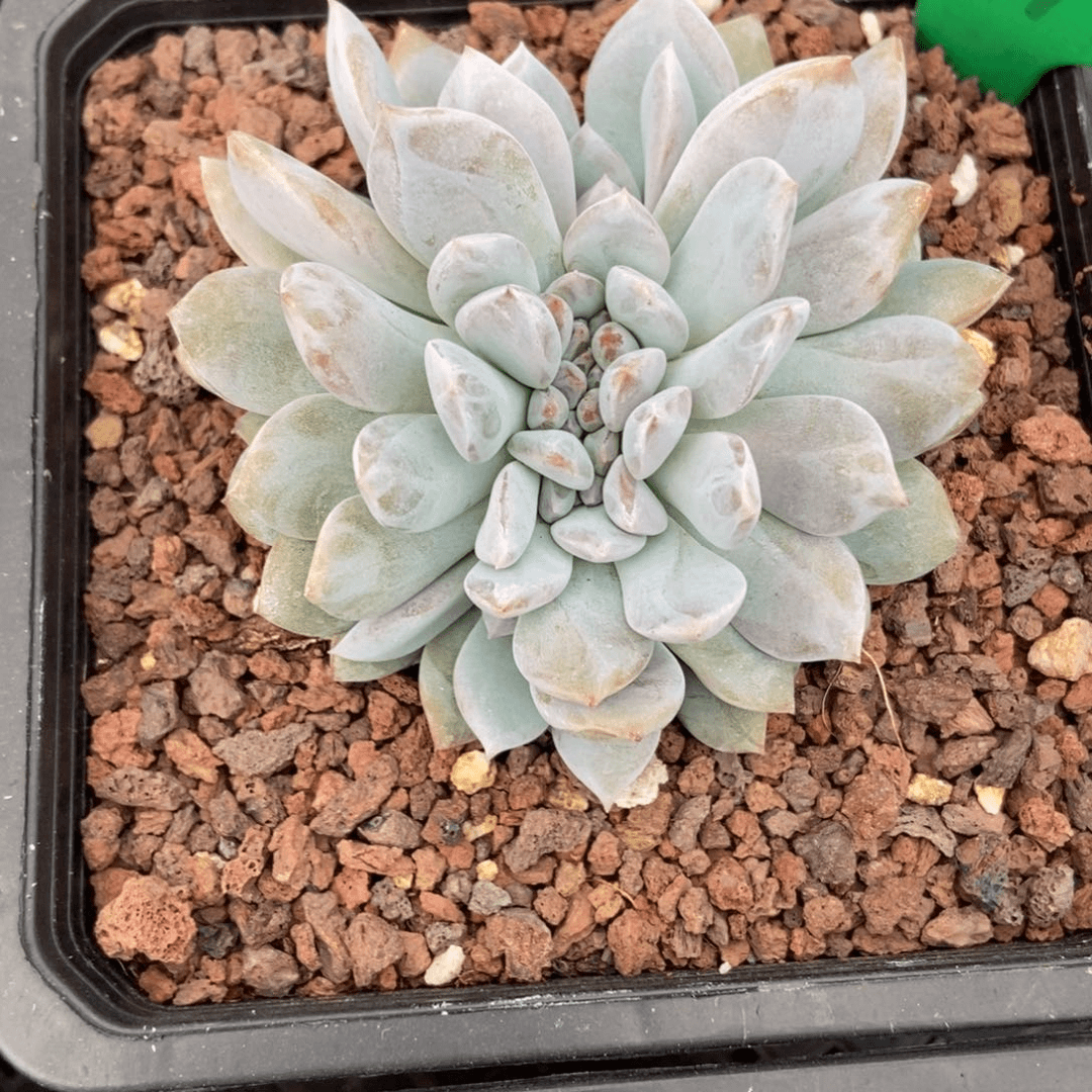 多肉植物星影缀化969