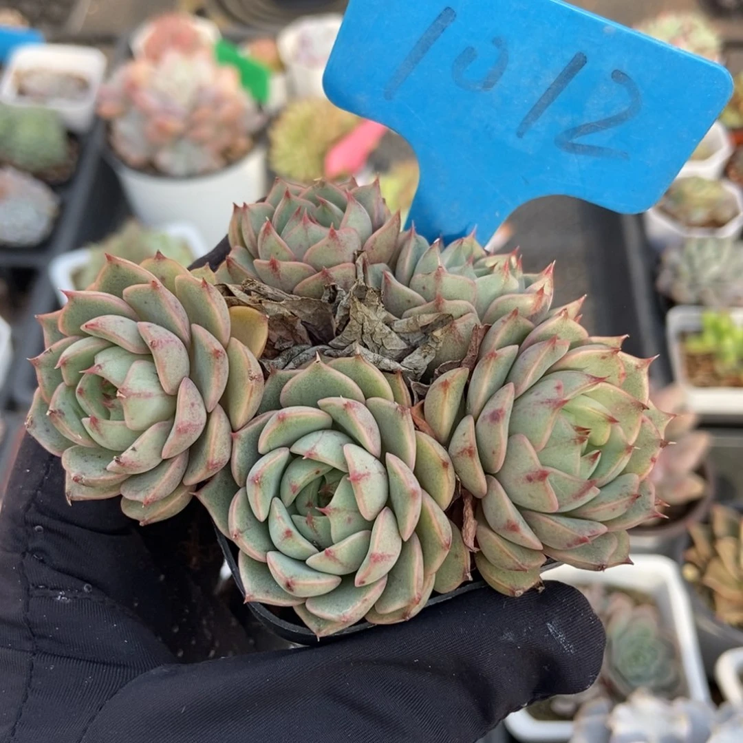 1012笨吧多肉植物