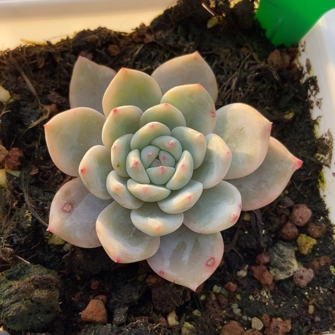 965橙子锦多肉植物保护