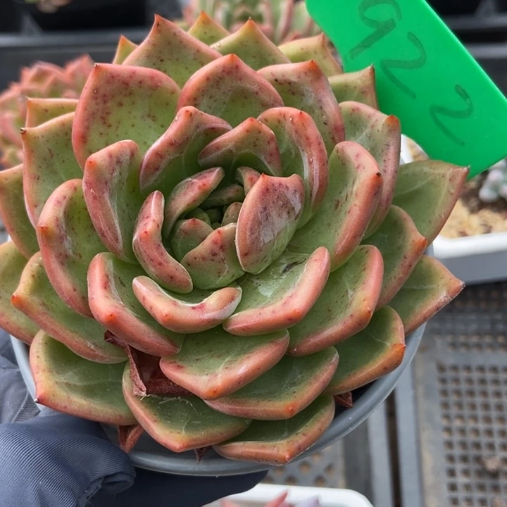 922香槟多肉植物