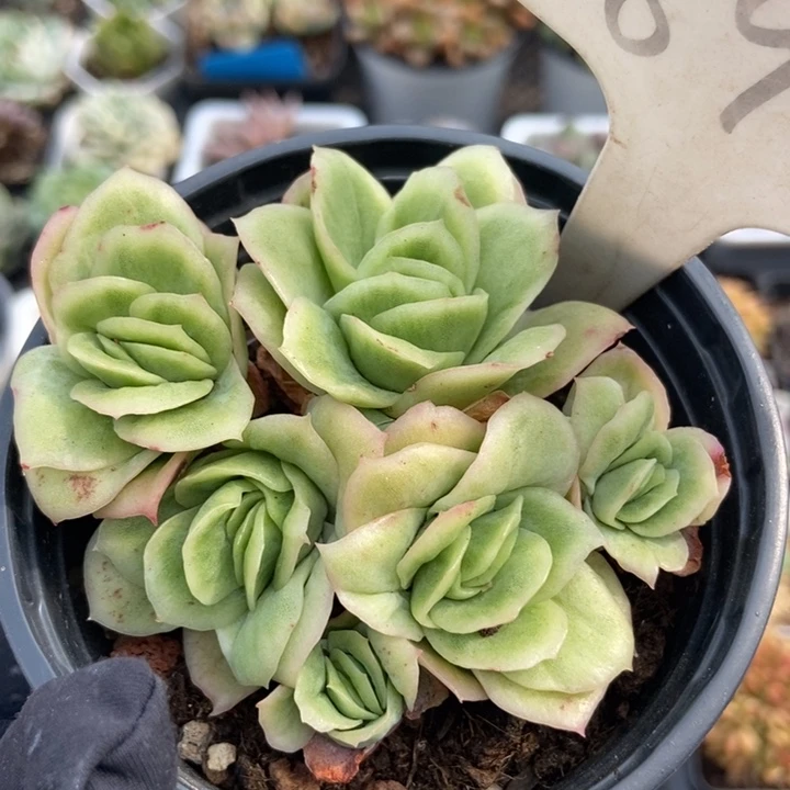 898冰玫瑰锦多肉植物