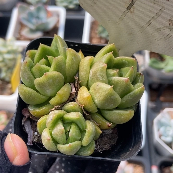 1778白玫瑰多肉植物