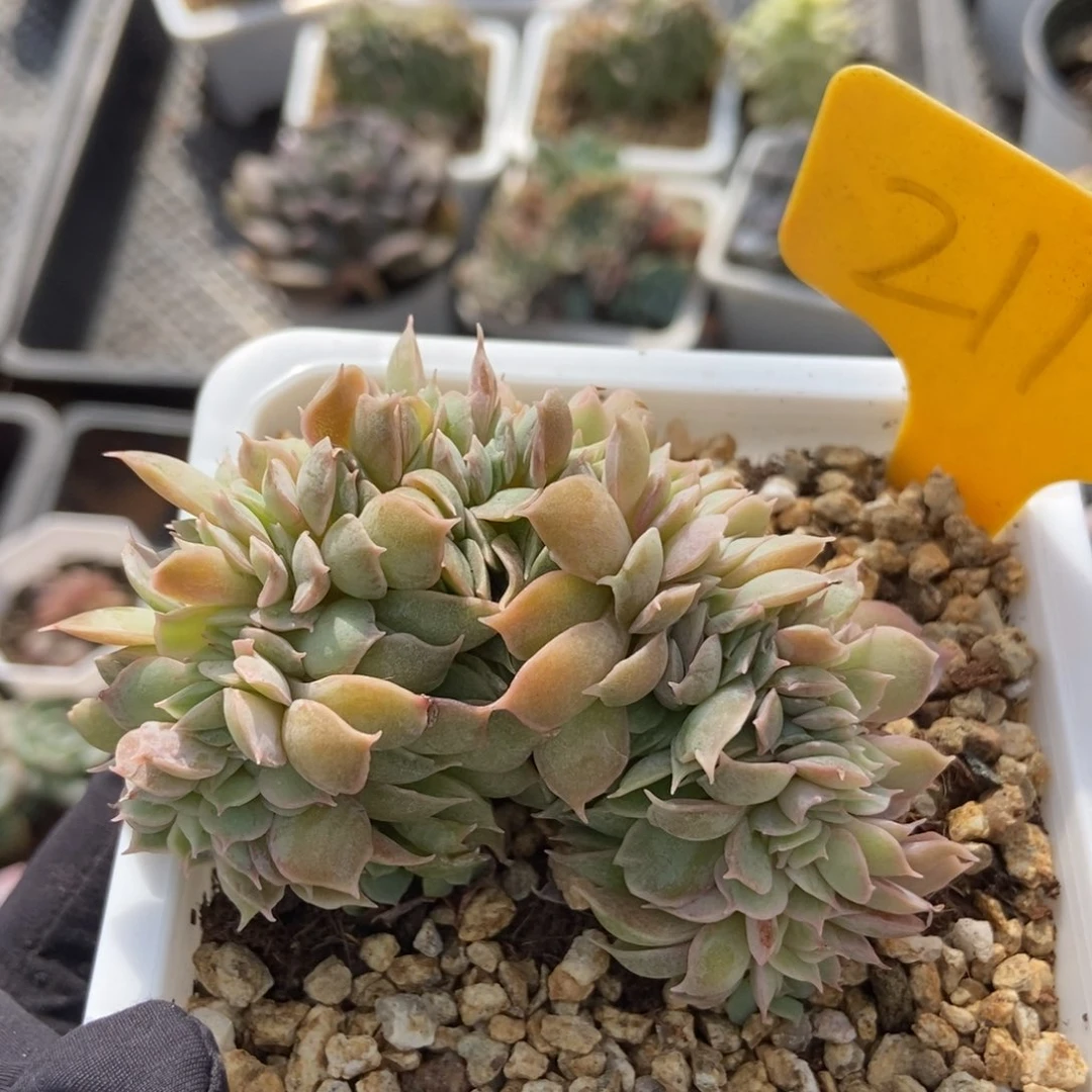 2117昂斯诺缀多肉植物保护