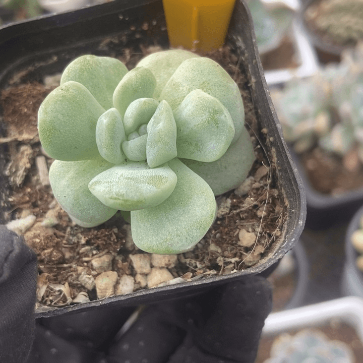 2113冰玉石化多肉植物保护
