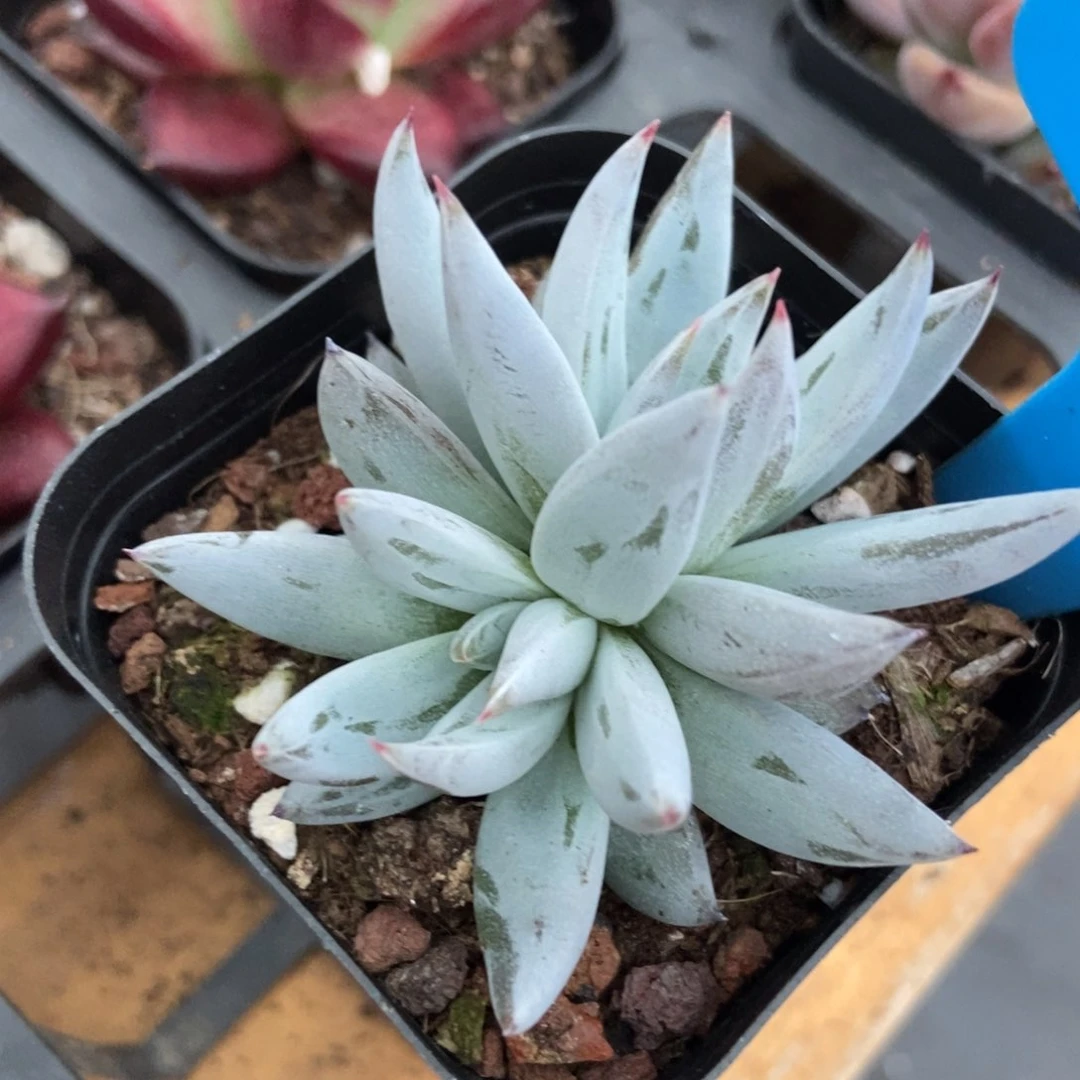 多肉植物墨爪888