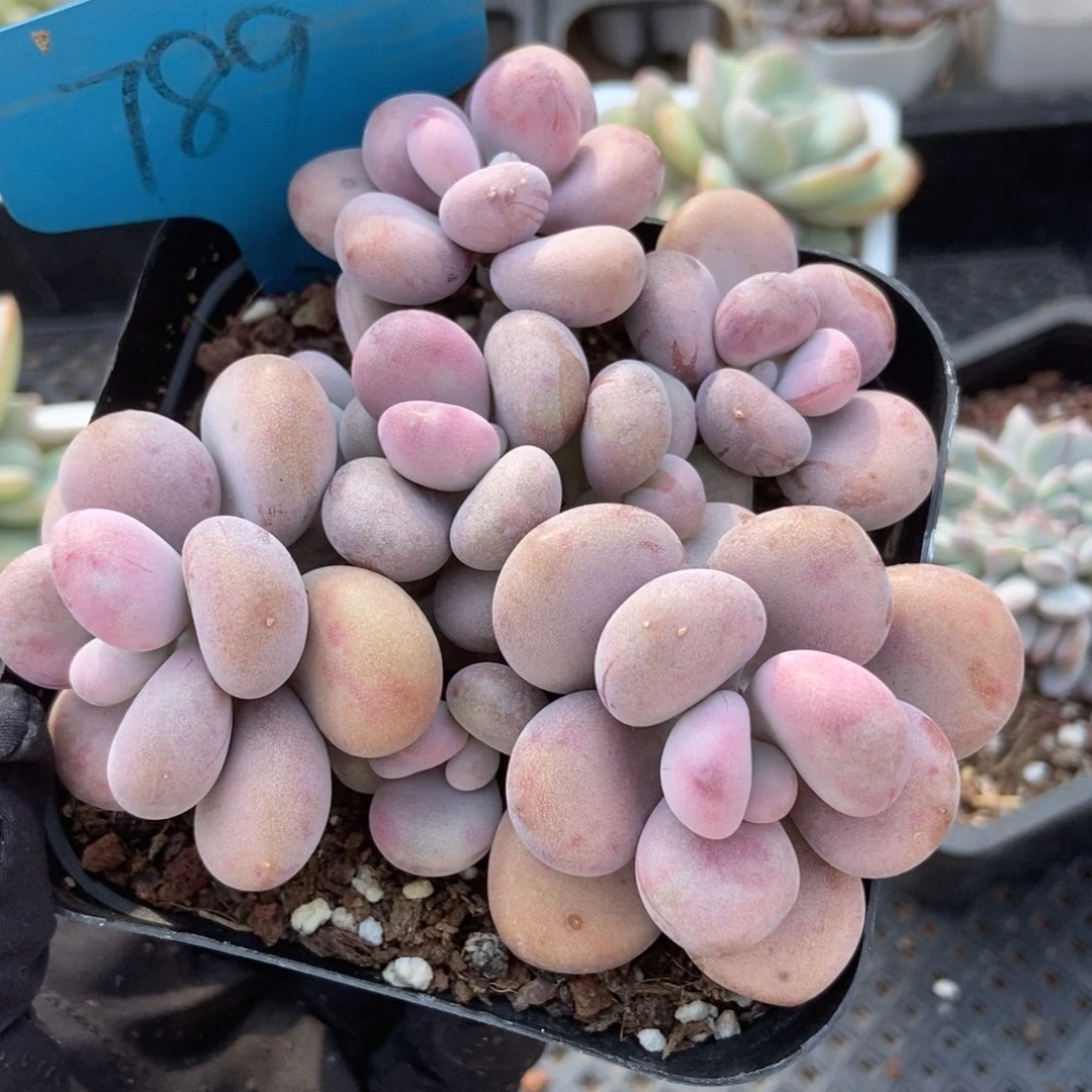 789桃蛋多肉植物保护