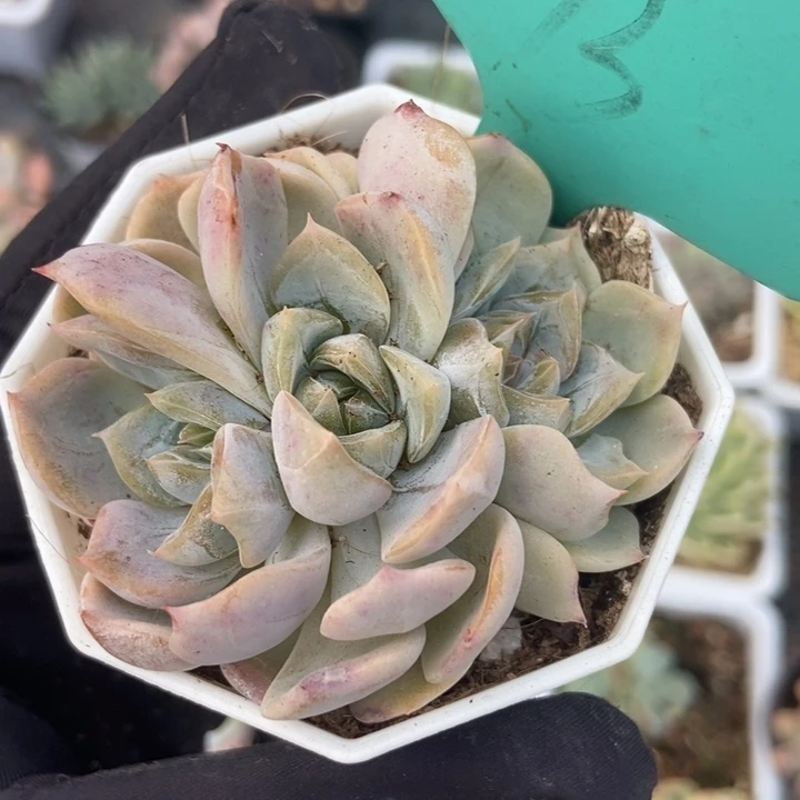 813夜莺多肉植物保护