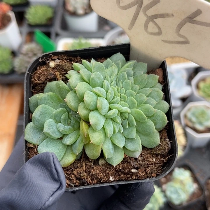 985干冰缀duopoly多肉