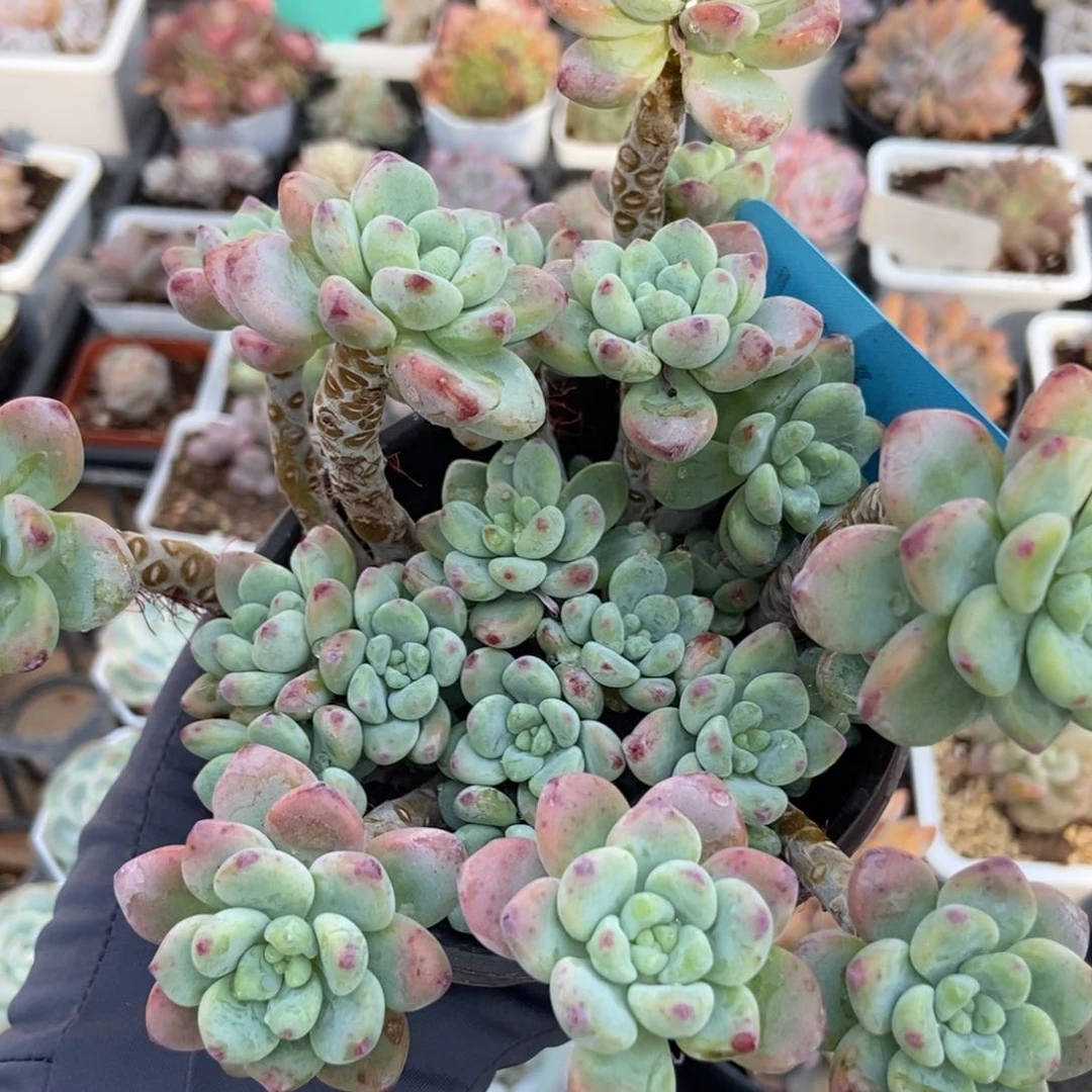 1804劳尔多肉植物保护