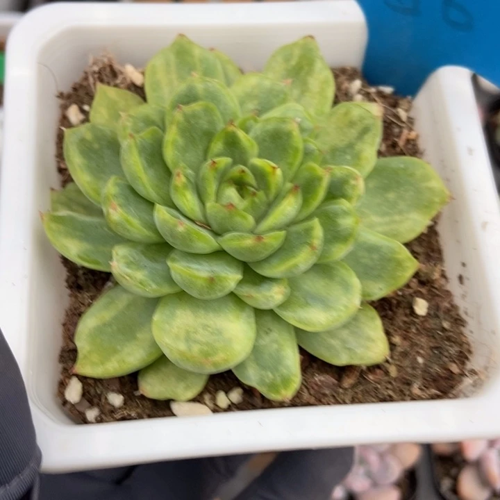856冰天使锦多肉植物